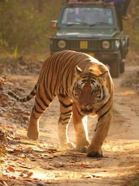 Ranthambore Tiger Reserve Rajasthan